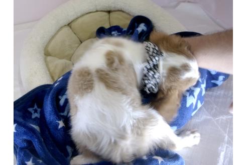 成約済の埼玉県のキャバリアキングチャールズスパニエル-54228の1枚目